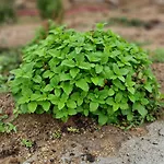 Pedra Pura Курортный комплекс