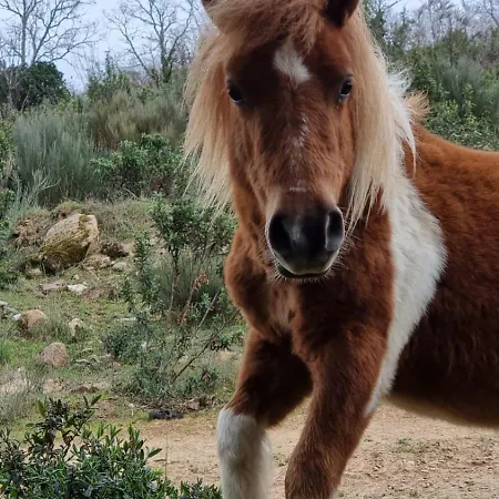 Semesteranläggning (resort) Pedra Pura Chaves