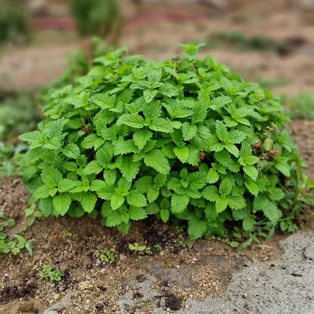 Pedra Pura אתר נופש