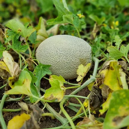 Pedra Pura אתר נופש שאבס