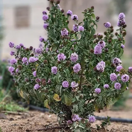 Pedra Pura 5* שאבס