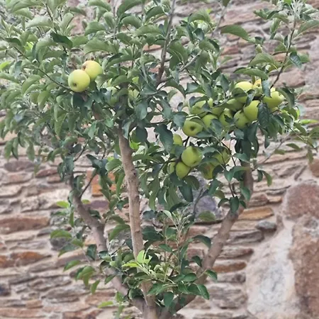 Pedra Pura אתר נופש שאבס