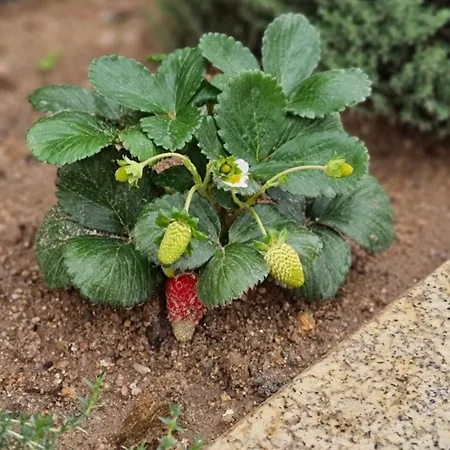 Semesteranläggning (resort) Pedra Pura *