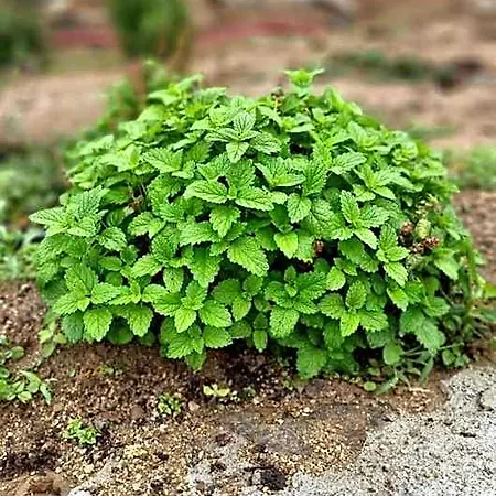 Pedra Pura Курортный комплекс