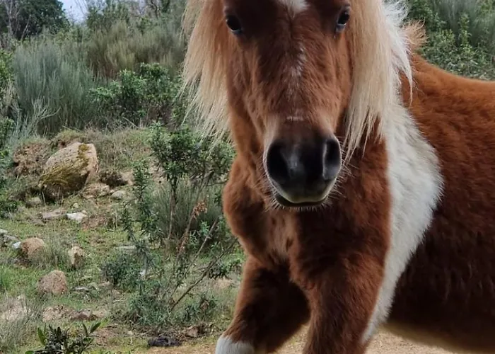 Feriested Pedra Pura Chaves