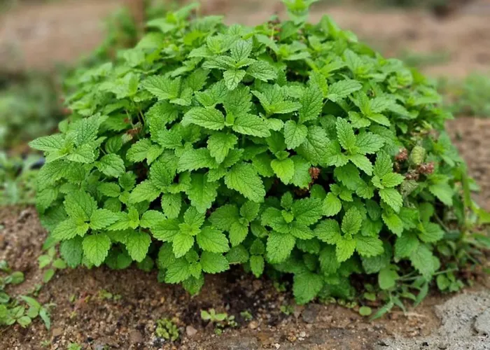 Pedra Pura Курортный комплекс