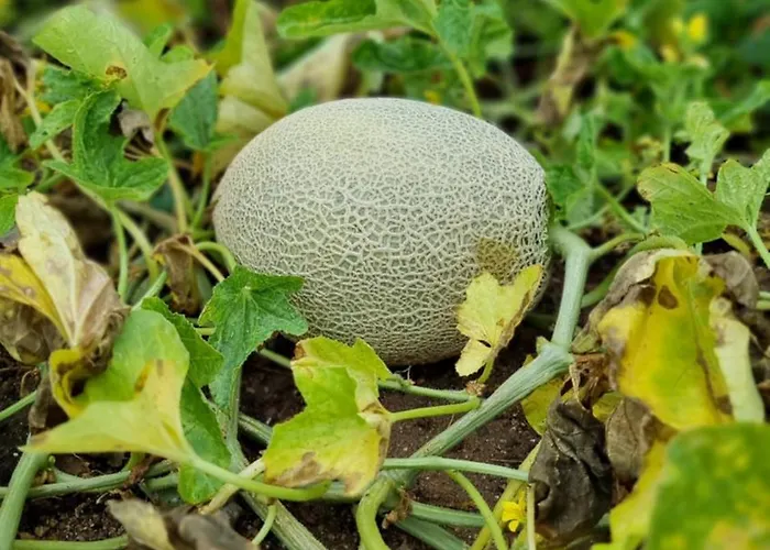 Pedra Pura Курортный комплекс Шавиш