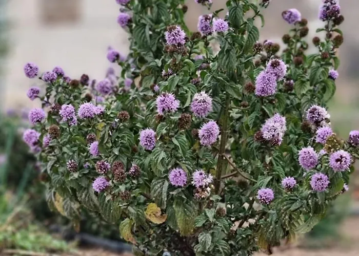 Pedra Pura 5* Chaves