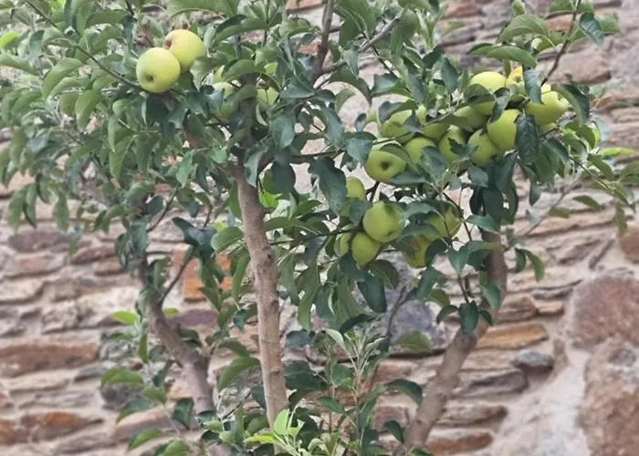 Pedra Pura リゾート シャヴェス