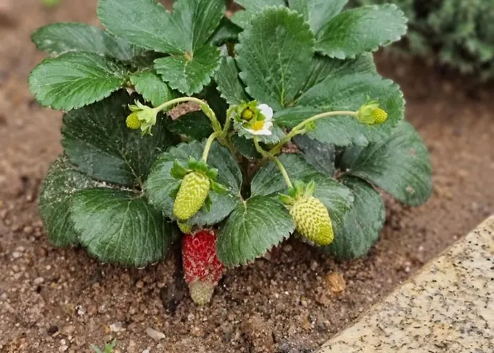 リゾート Pedra Pura 5*